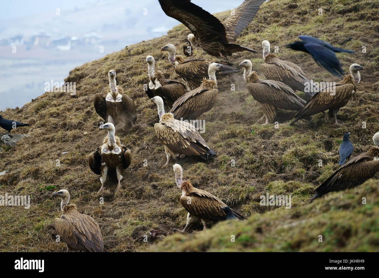 L'Himalayan grifone (Gyps himalayensis), Phobjika valley, Bhutan Foto Stock