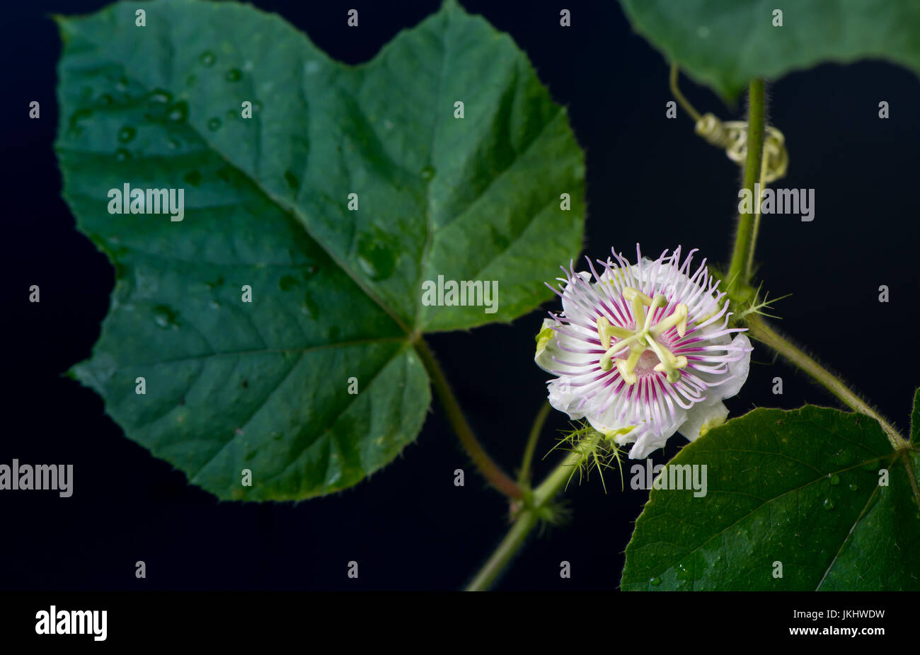 Frutti della passione fiore su sfondo nero, basso tono tasto Foto Stock