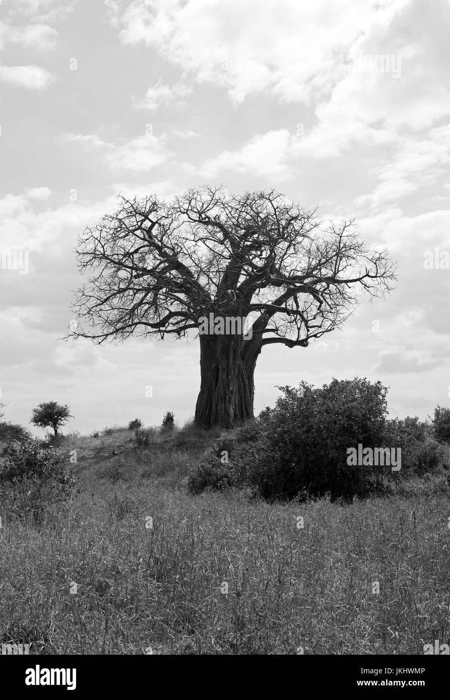 Baobab prese nel Parco Nazionale di Tarangire e Foto Stock