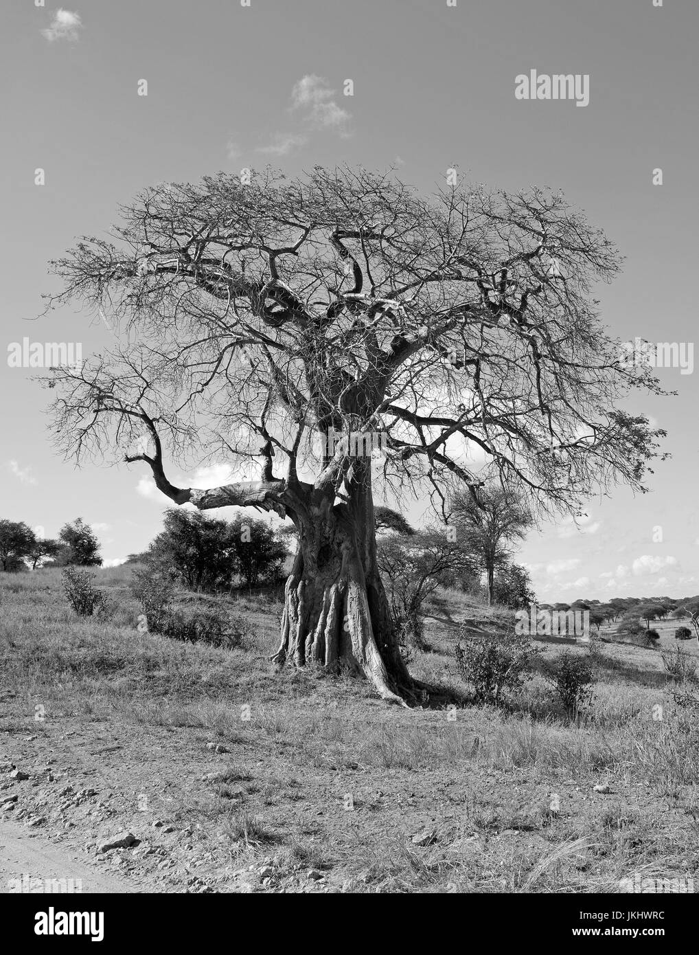 Baobab prese nel Parco Nazionale di Tarangire e Foto Stock
