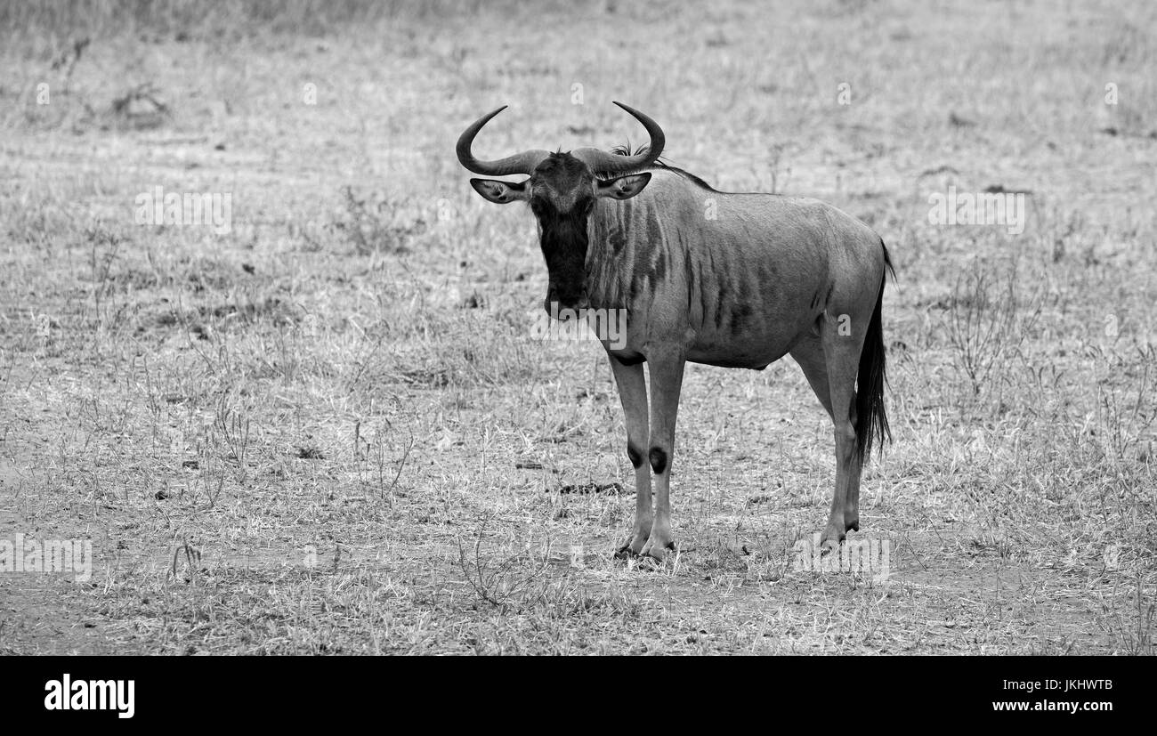 Gnu presi in safari africano Foto Stock