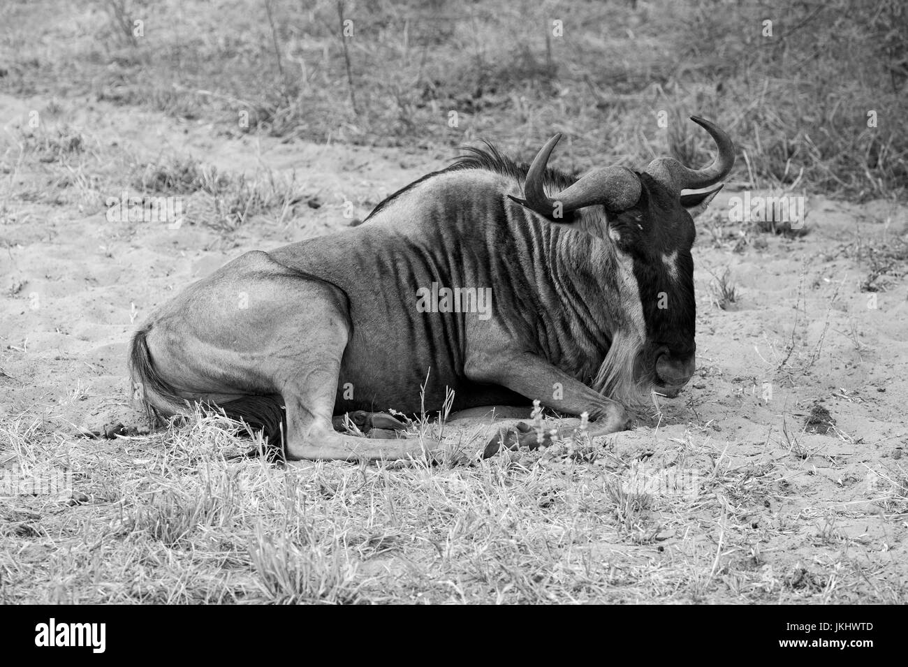 Gnu presi in safari africano Foto Stock