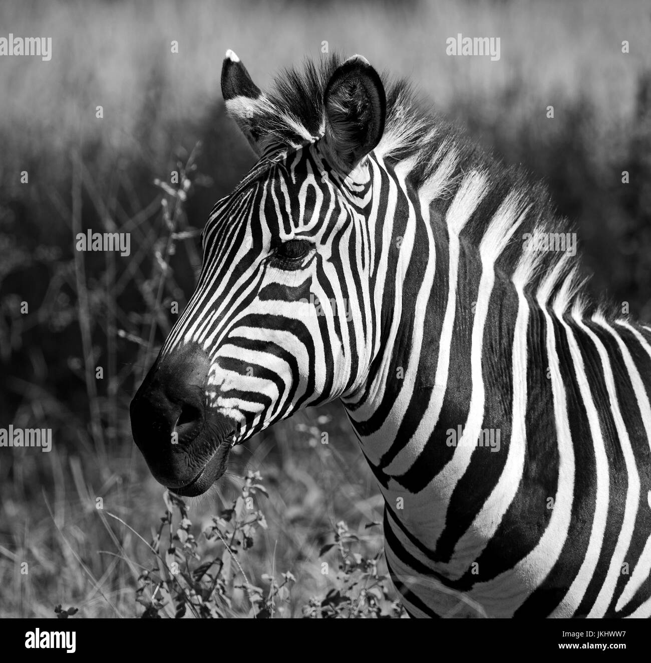 Zebra africana Foto Stock