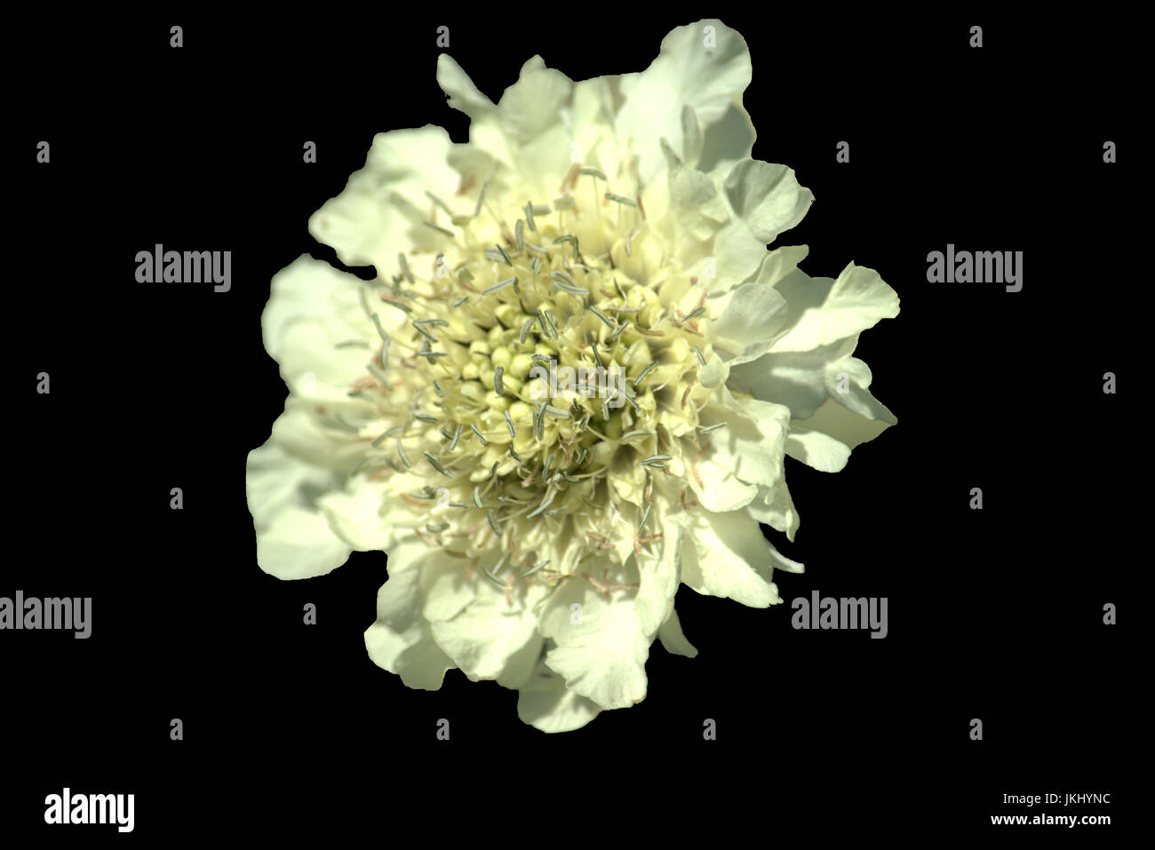 Il gigante Bianco fiore scabious isolati su sfondo nero Foto Stock
