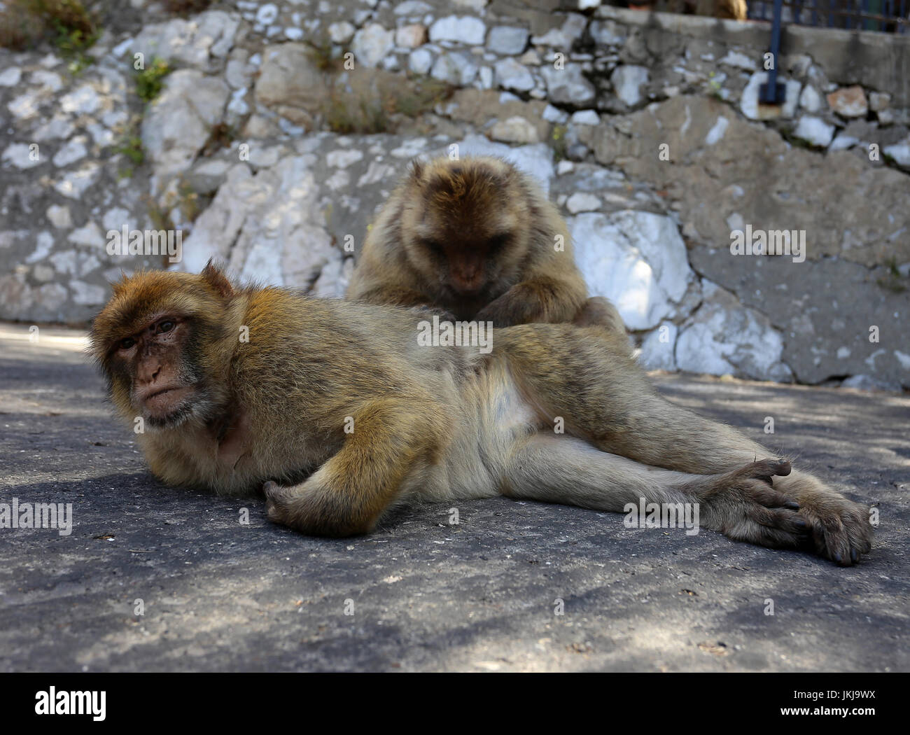 Toelettatura delle scimmie di Gibilterra Foto Stock
