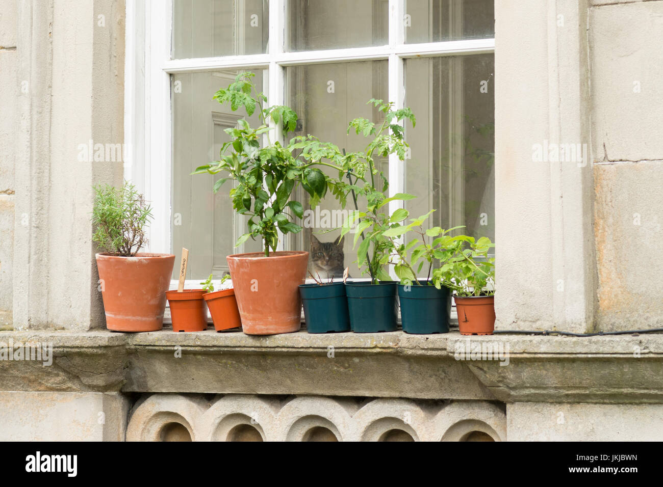 Finestra giardino di erbe con cat guardando attraverso la finestra - Regno Unito Foto Stock