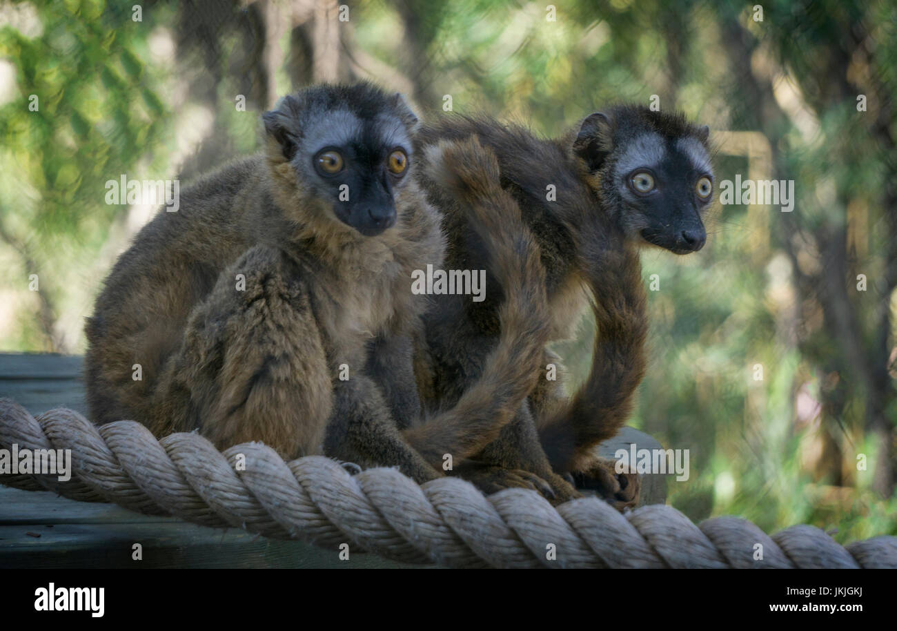 Anello-tailed lemure lo zoo di Calgary, Alberta Foto Stock