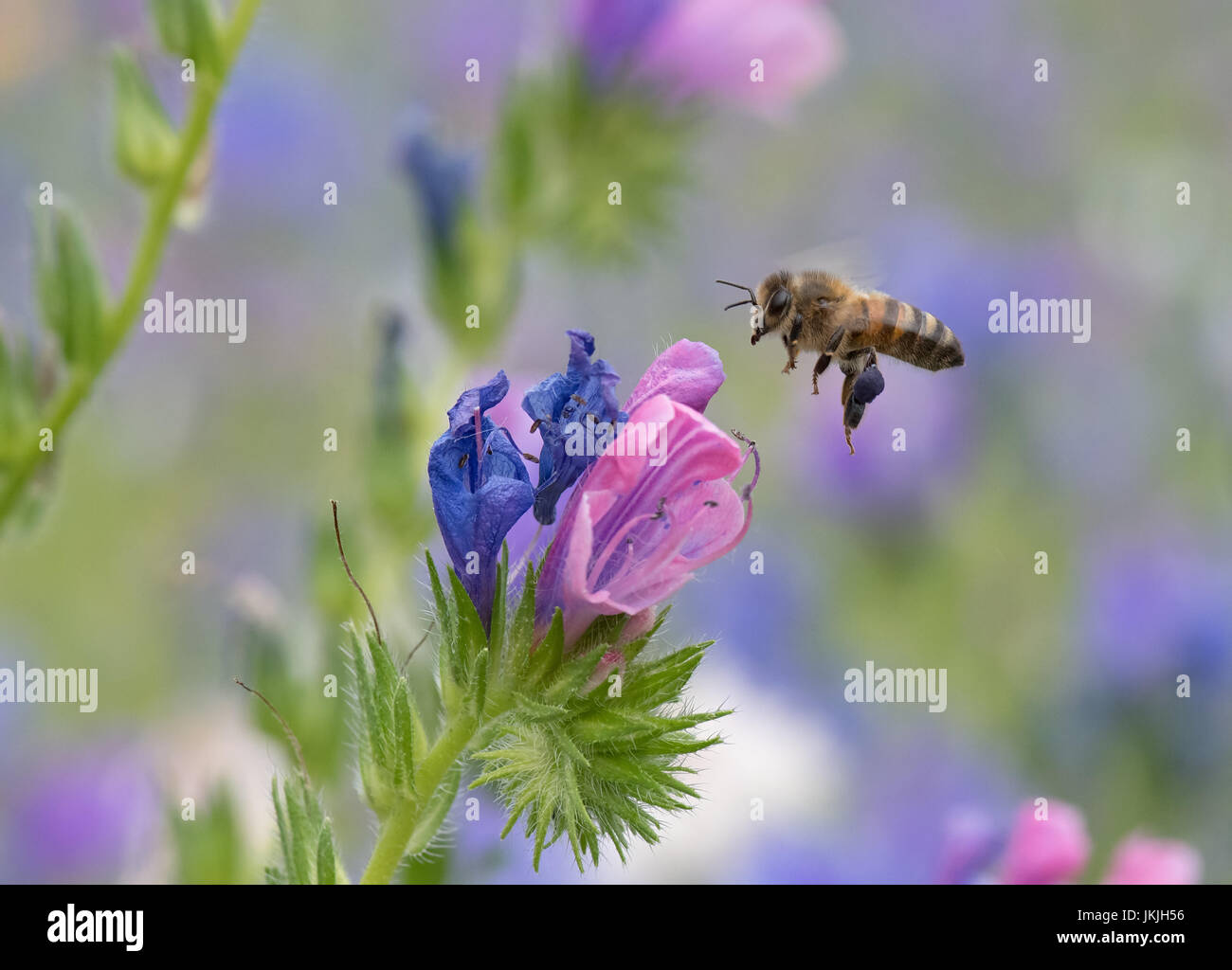Honeybee-Apis mellifera nectaring sui fiori selvatici. Regno Unito Foto Stock