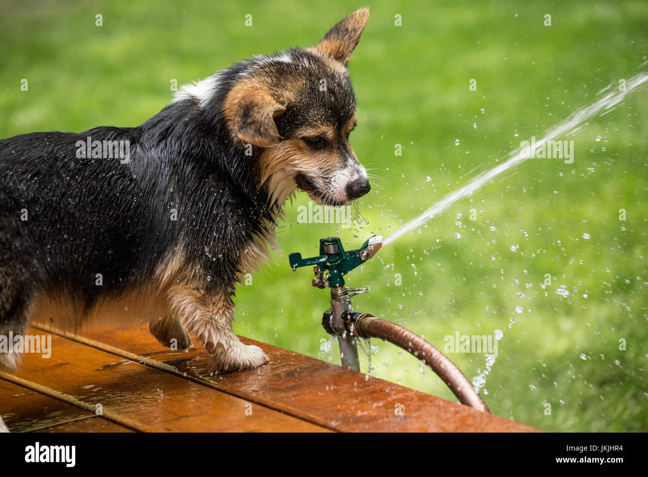 Tucker, sei mesi di Corgi vecchio cucciolo, cercando di bere da prato a sprinkler, ottenere tutto bagnato nel processo, Issaquah, Washington, Stati Uniti d'America Foto Stock