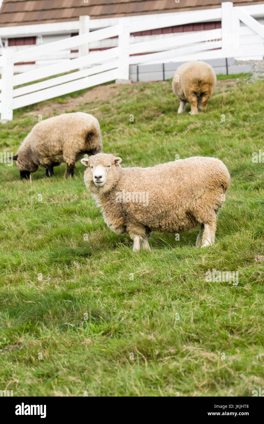 Coopworth e Romney Southdown incroci di ovini a Kelsey Creek Farm a Bellevue, Washington, USA. Coopworth ovini sono di medie dimensioni, il duplice scopo, Foto Stock