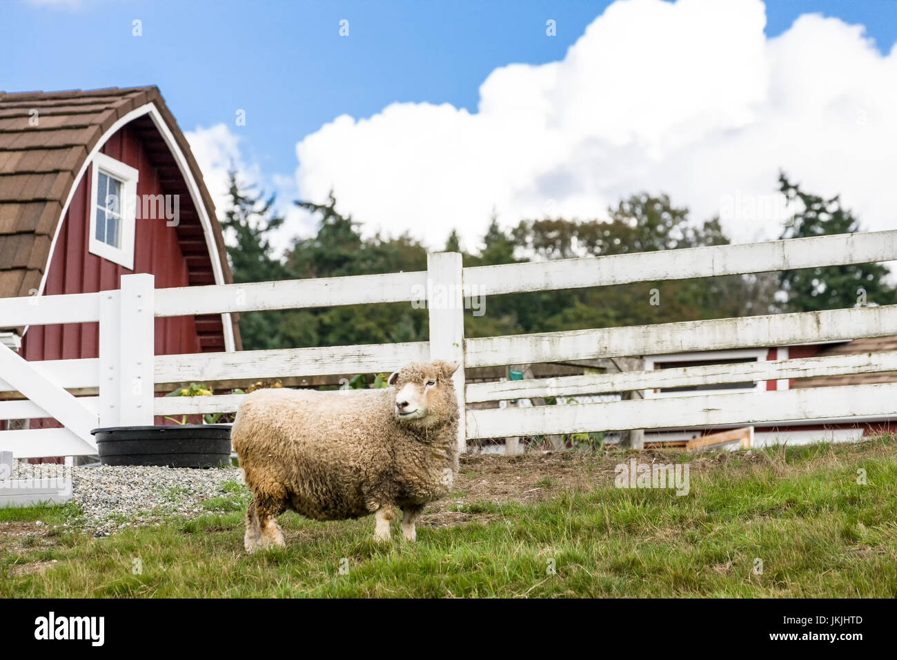 Coopworth pecore a Kelsey Creek Farm a Bellevue, Washington, Stati Uniti d'America Foto Stock