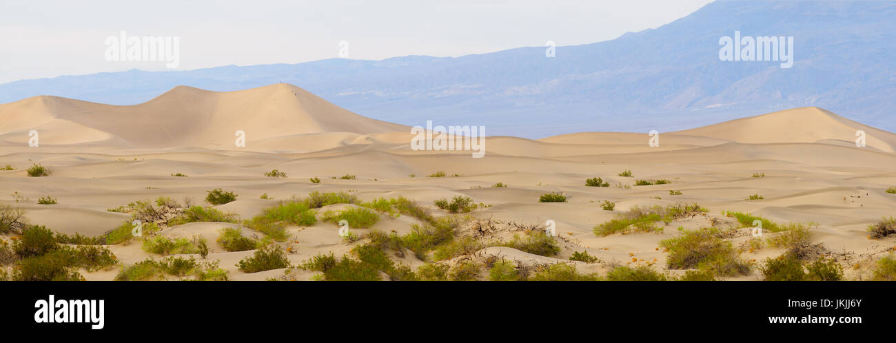 Alba di Mesquite dune nella Valle della Morte Foto Stock