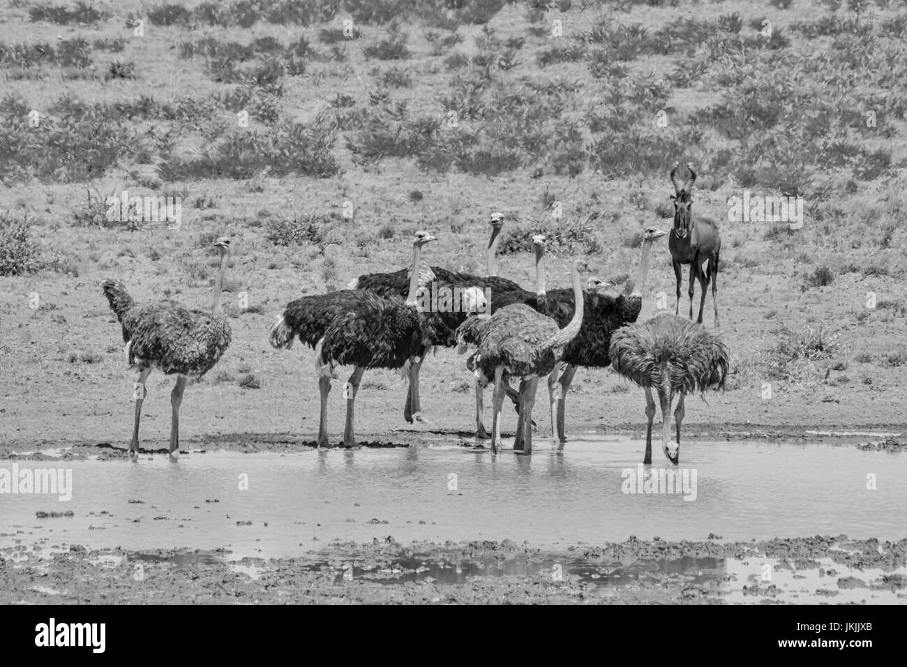 Una foto in bianco e nero di un gruppo di struzzi in corrispondenza di un foro di irrigazione in Africa australe Foto Stock