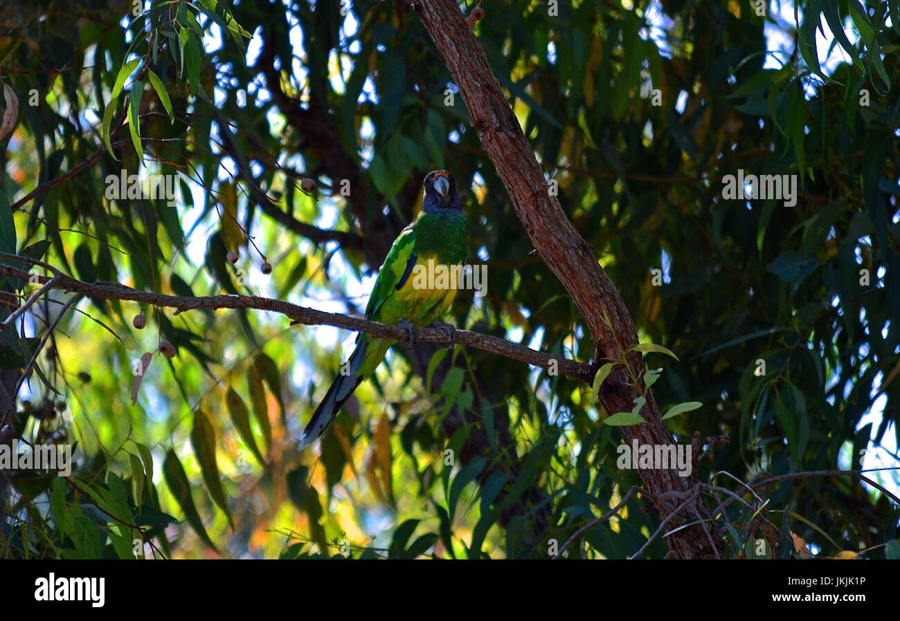Parrocchetto verde in una struttura ad albero Foto Stock