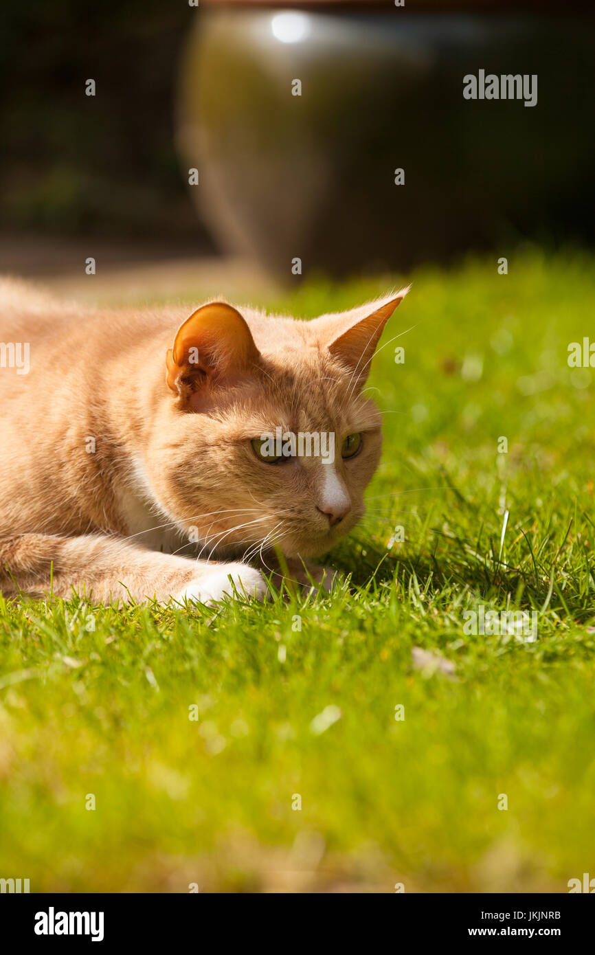 Lo zenzero un gatto domestico ottenere pronto a balzare. Foto Stock