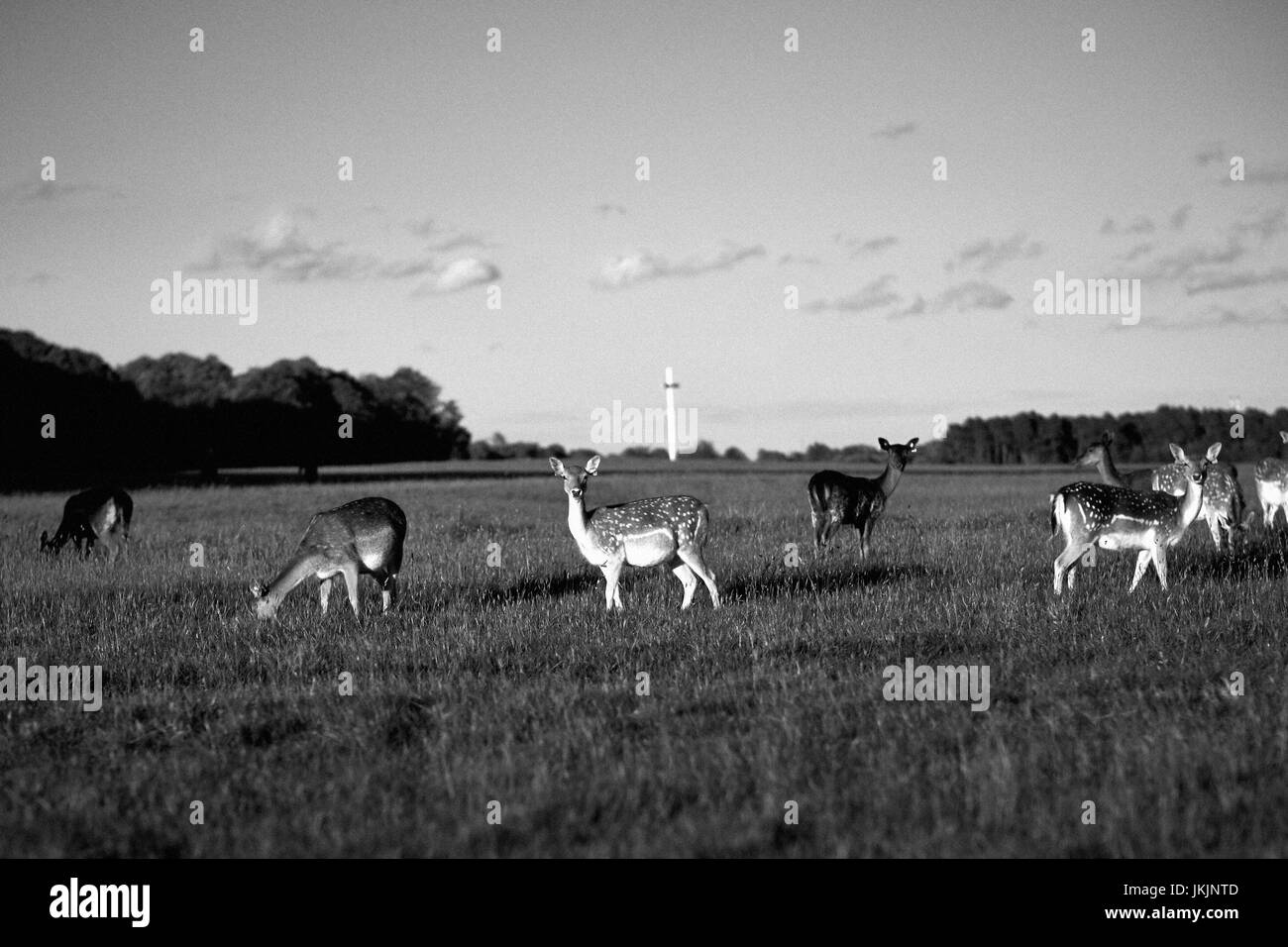 Allevamento di cervi nel Phoenix Park di Dublino, Irlanda Foto Stock