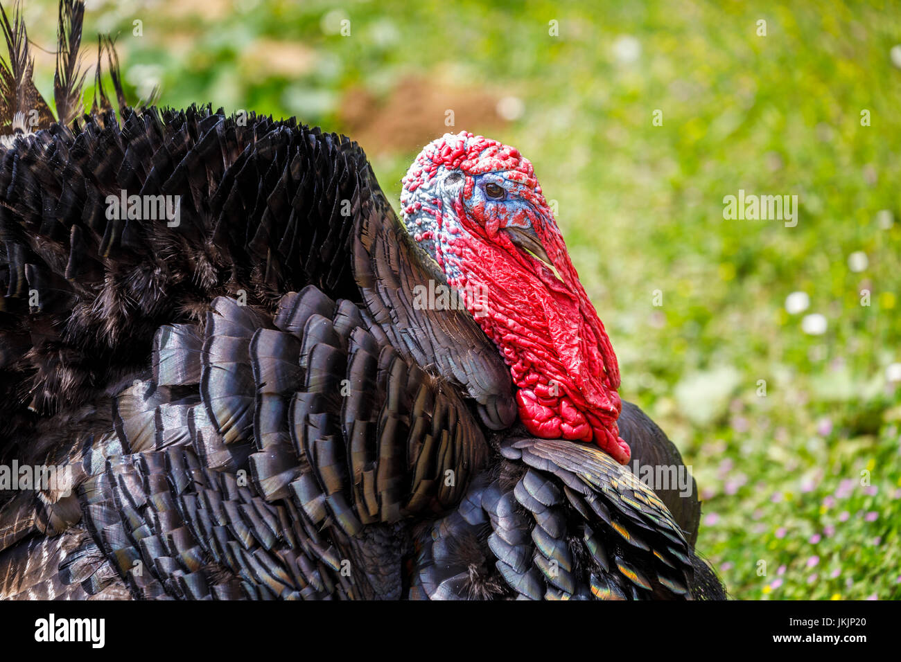 La Turchia domestico (Meleagris gallopavo) in una fattoria in Francia: close up di colorati di rosso e di blu stropicciata della testa e del collo e bargiglio piumaggio nero Foto Stock