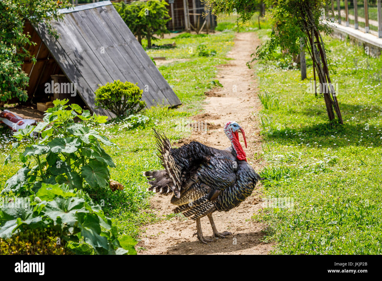 La Turchia domestico (Meleagris gallopavo) con colorati di testa, il collo e il graticcio in piedi fuori nel cortile di una fattoria in una fattoria in Francia Foto Stock