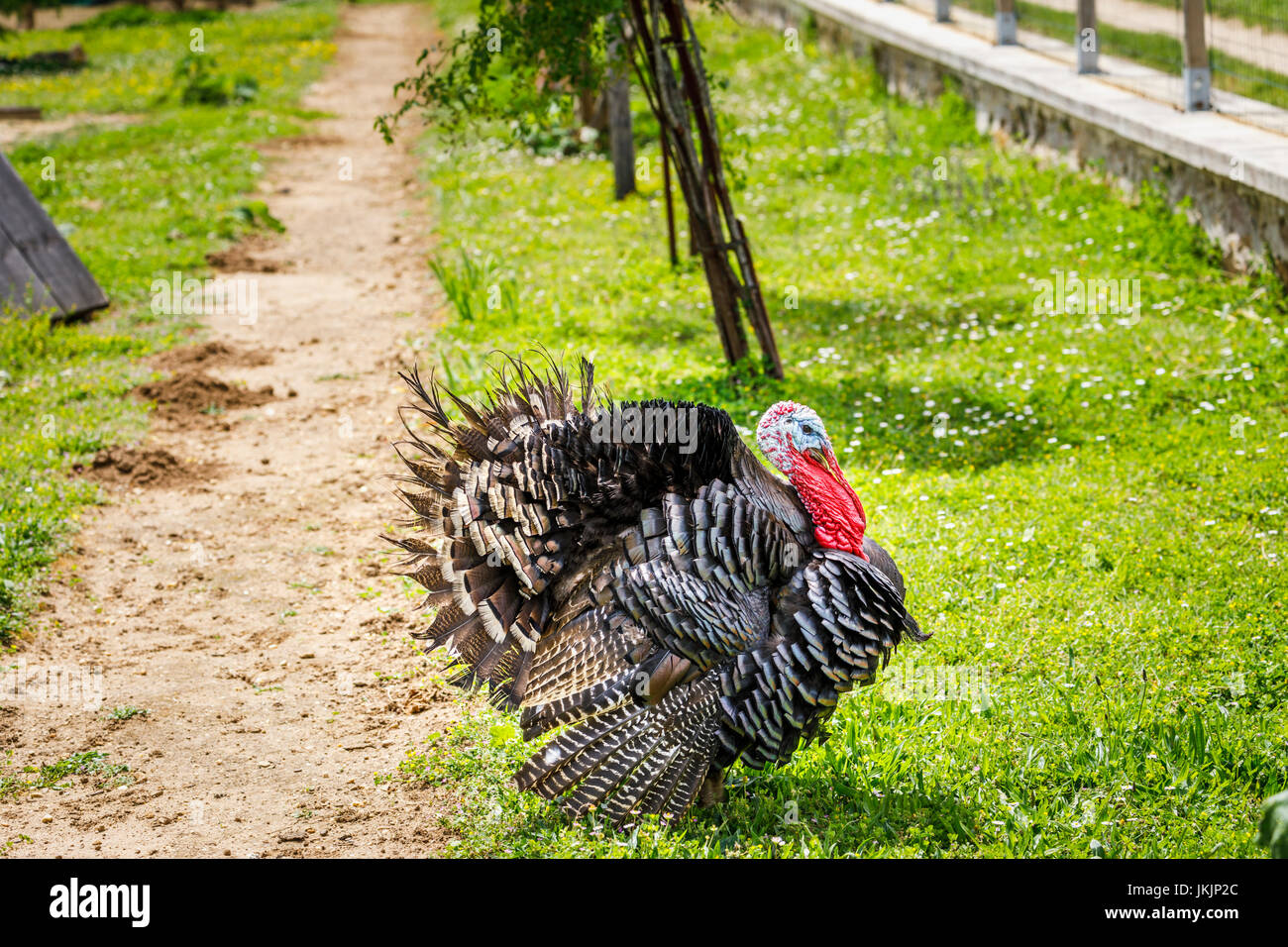 La Turchia domestico (Meleagris gallopavo) con colorati di testa, il collo e il graticcio in piedi all'aperto nel cortile di una fattoria in una fattoria in Francia Foto Stock