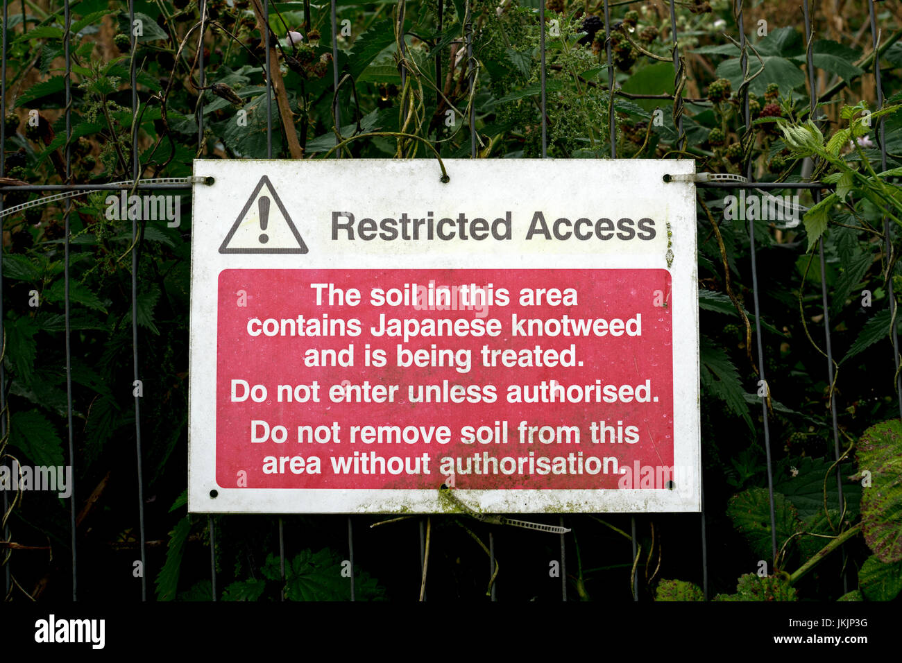 Knotweed giapponese segno, Worcestershire, Regno Unito Foto Stock