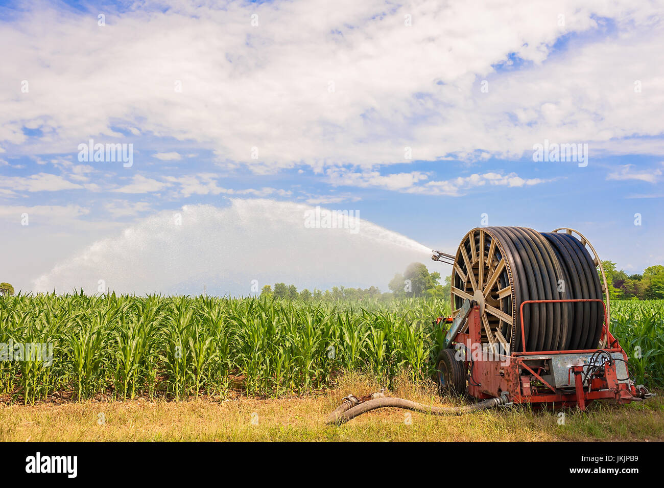 Attrezzatura agricola. Attrezzature per pompare acqua sul campo di grano.soffione di erogazione dell'acqua Foto Stock