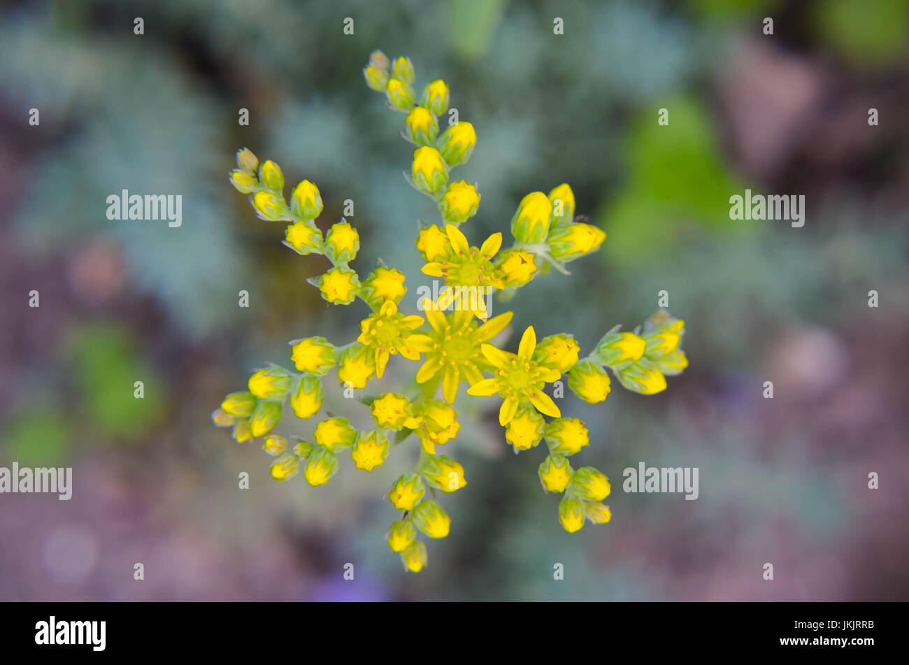 Fiore giallo Sedum rubrotinctum o, carne di maiale e Fagioli o, jelly bean impianto. I cluster di succulente verde vivace foglie ovali che cambiano di colore rosso e giallo Foto Stock Fiore giallo Sedum rubrotinctum o, carne di maiale e Fagioli o, jelly bean impianto. I cluster di succulente verde vivace foglie ovali che cambiano di colore rosso e giallo Foto Stock