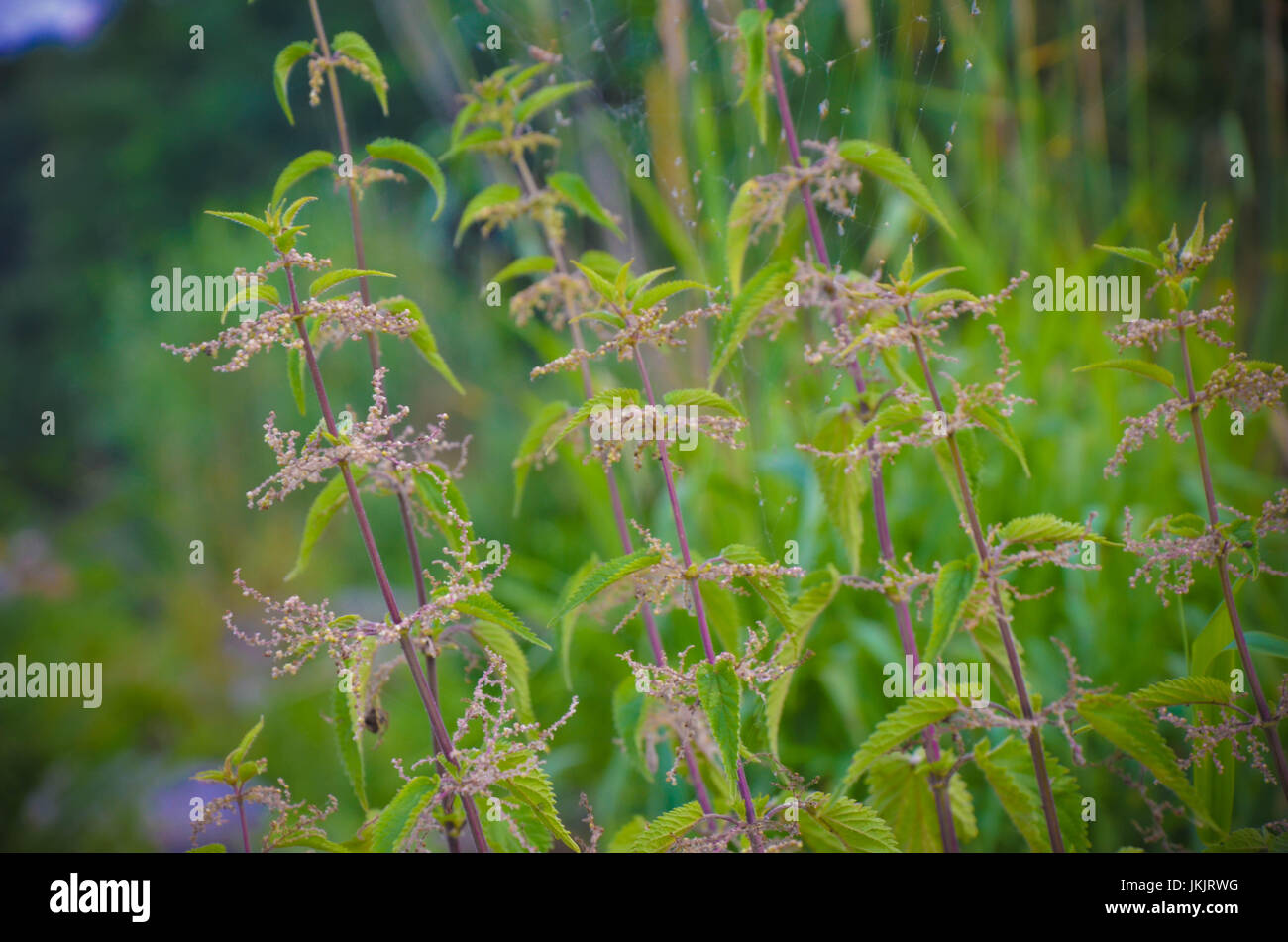 Dettaglio delle piccole ortica con fiori e Spider's ortica - sfondo naturale Foto Stock