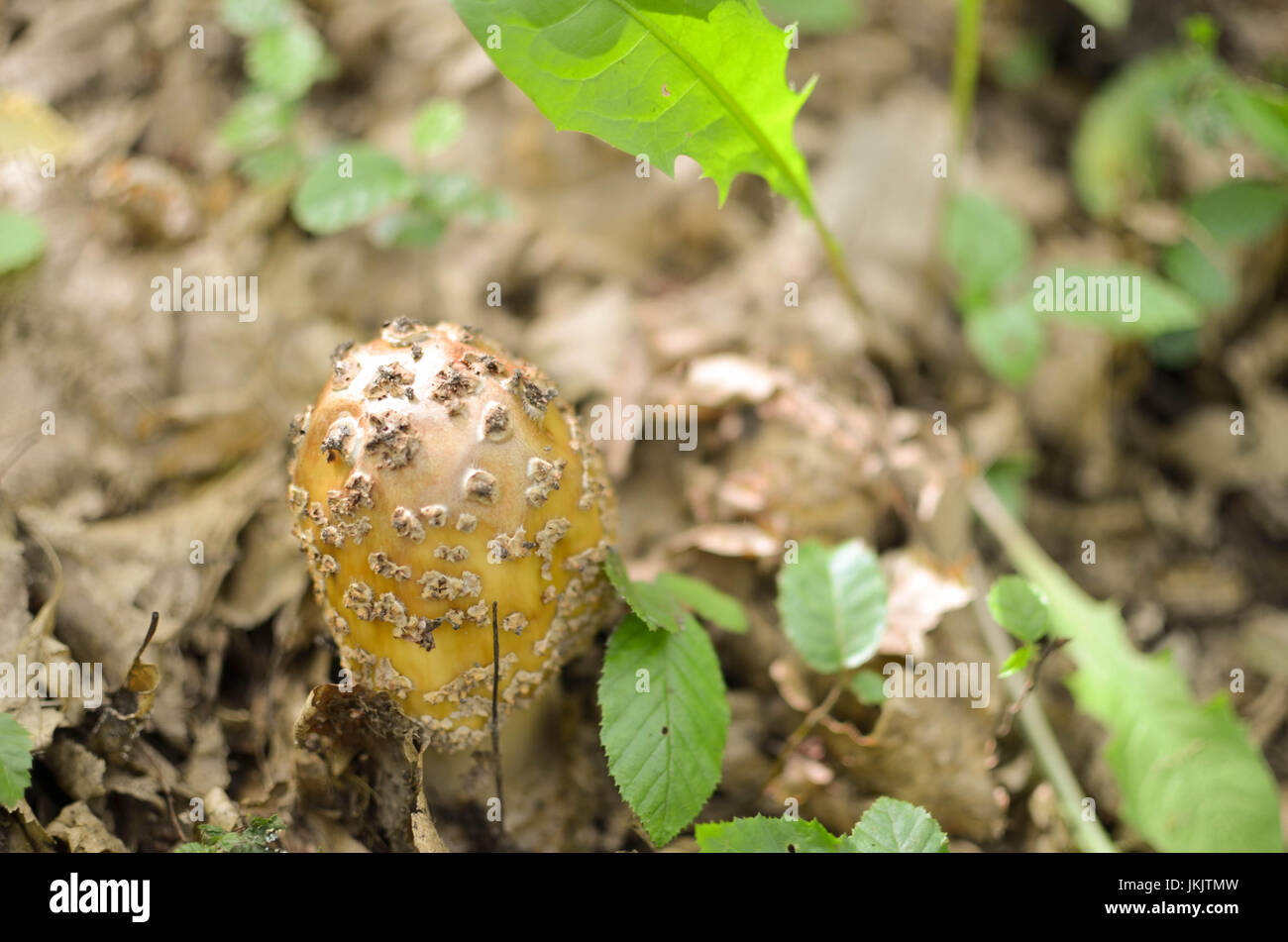 Deliziosa Amanita Rubescens Il Blusher su una calotta rotonda closeup Foto Stock