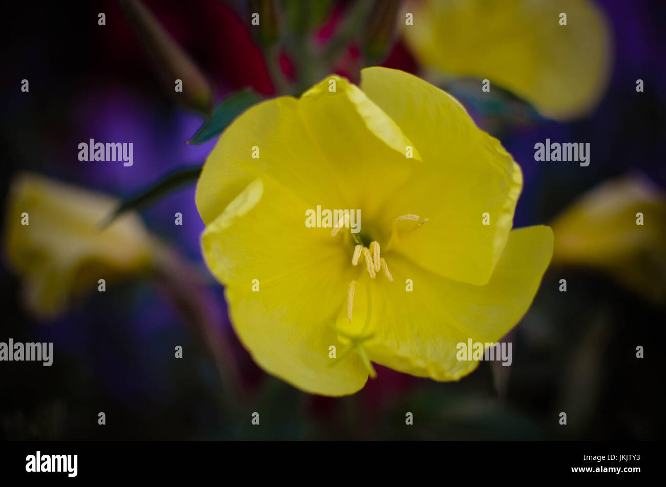 Fiori di Evening Primerose lat. Oenothera biennis closeup, focus locale presso il giardino Foto Stock