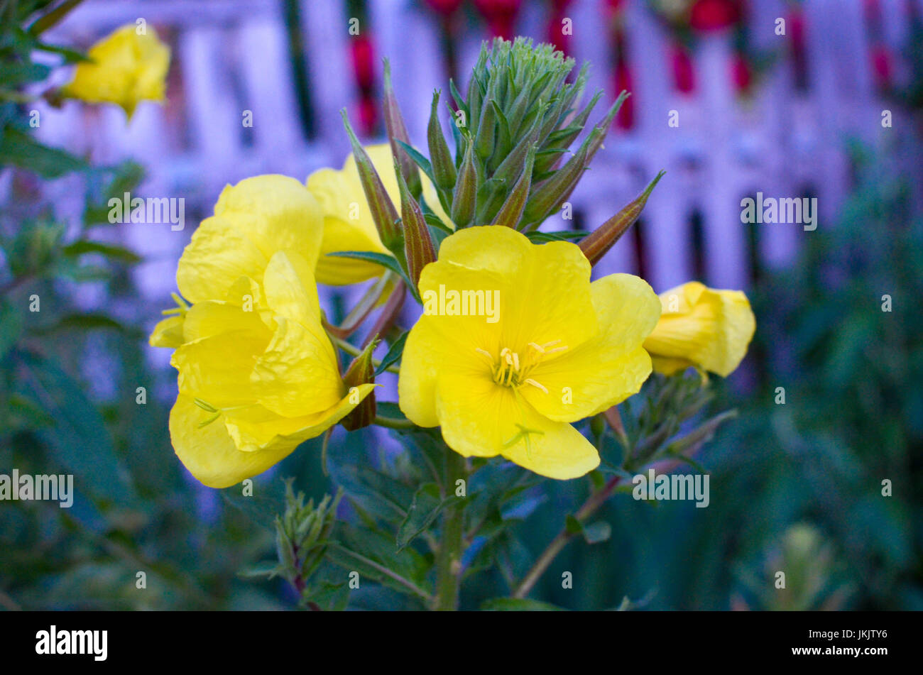 Fiori di Evening Primerose lat. Oenothera biennis closeup, focus locale presso il giardino Foto Stock