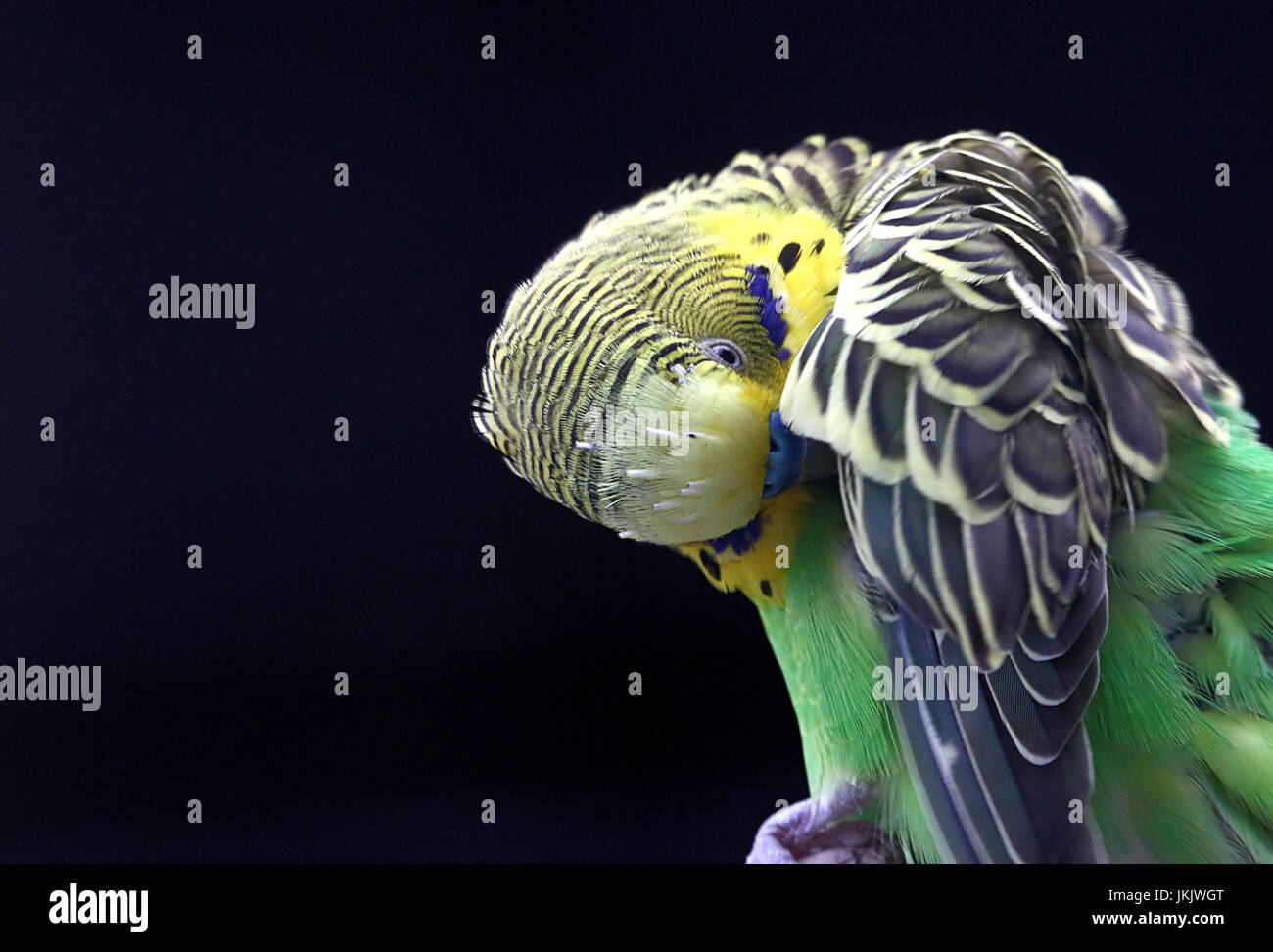 Australian Budgerigar parrocchetto (Melopsittacus undulatus) in primo piano. Foto Stock