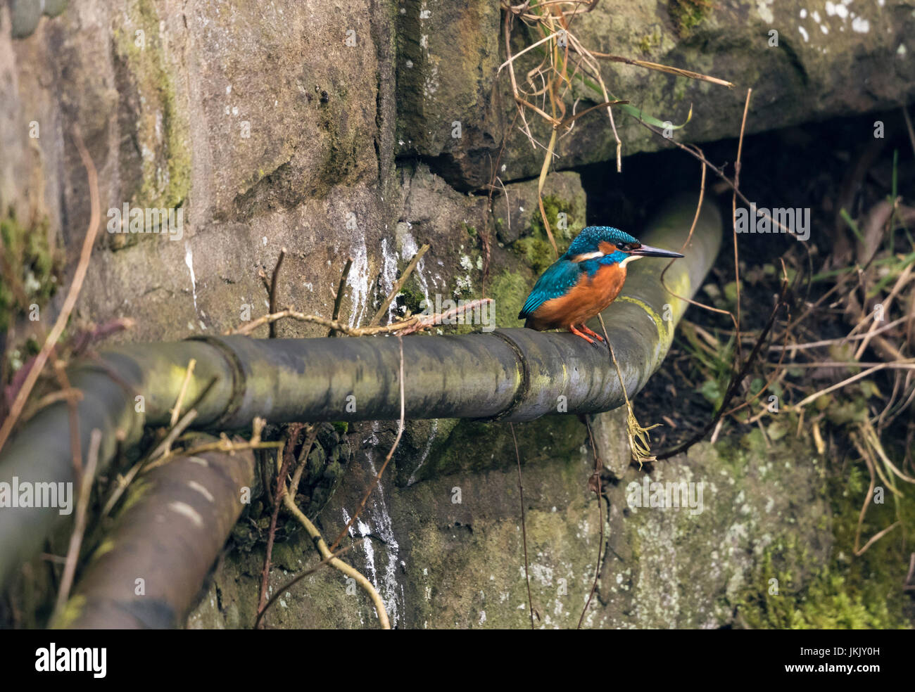 Kingfisher seduto sul tubo di scarico Foto Stock