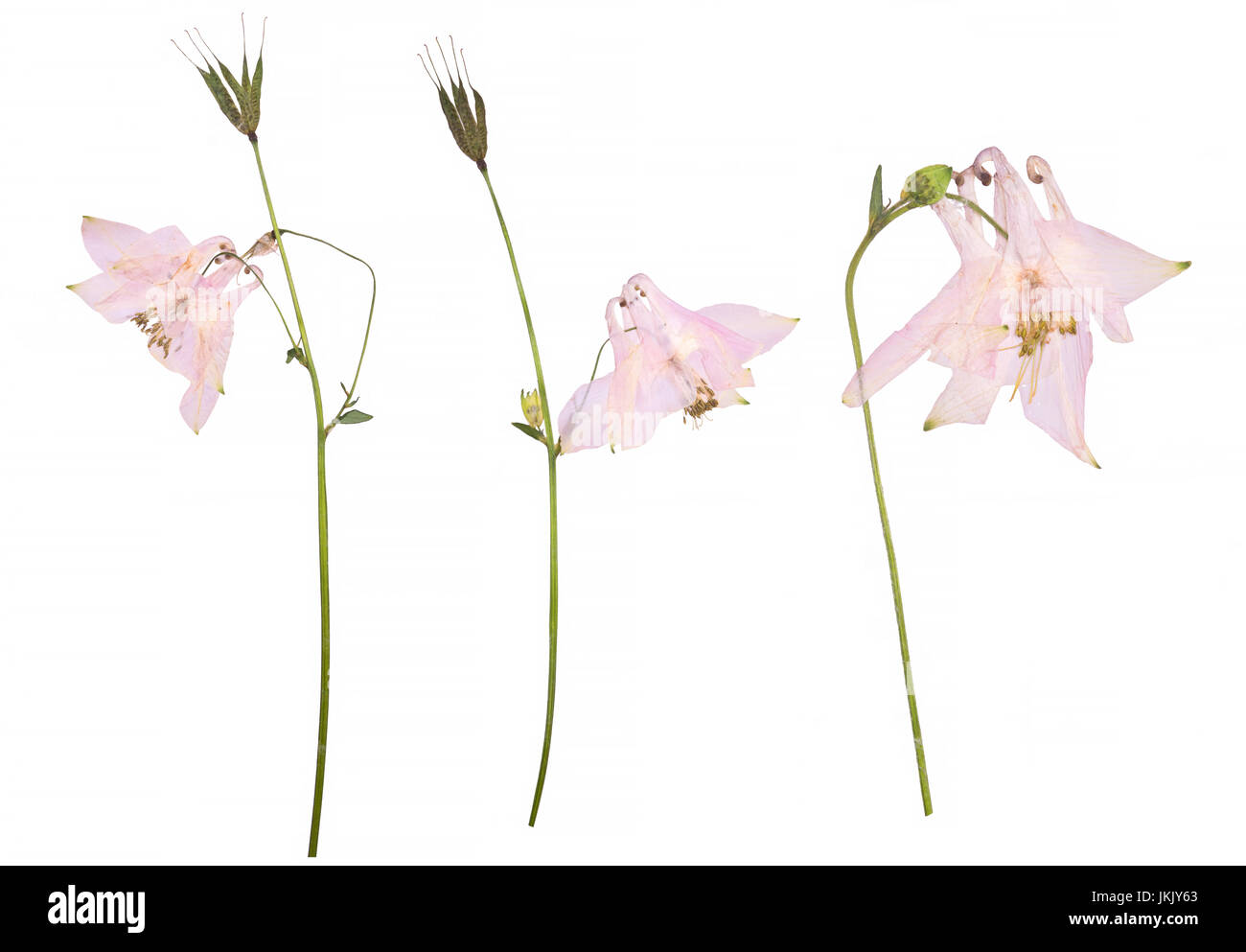 Essiccato e fiori pressati di un rosa Aquilegia vulgaris aquilegia alpina fiore isolato su uno sfondo bianco. Erbario di fiori di primavera. Foto Stock