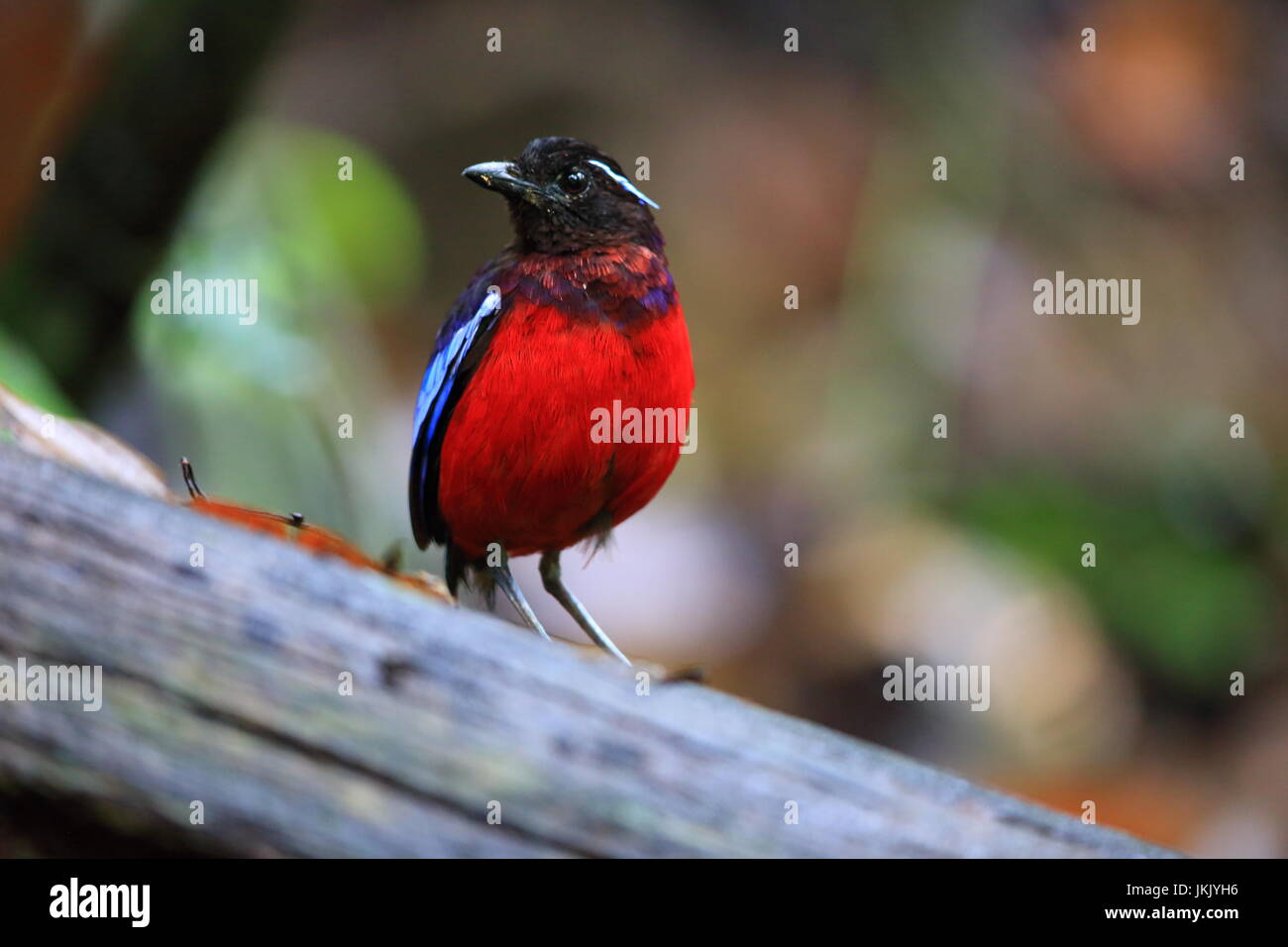 Nero-incoronato pitta (Erythropitta ussheri) in Danum Valley, Sabah Borneo, Malaysia Foto Stock