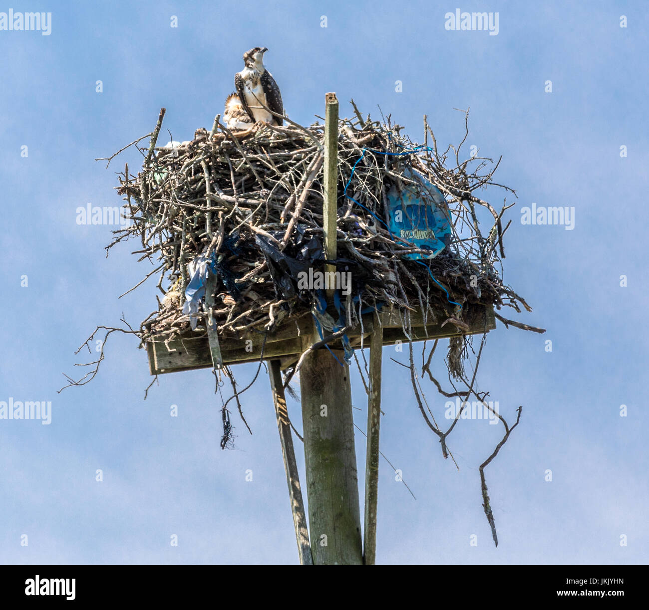Un grande nido fatto di bastoni una sommità di un palo in Amagansett ny Foto Stock