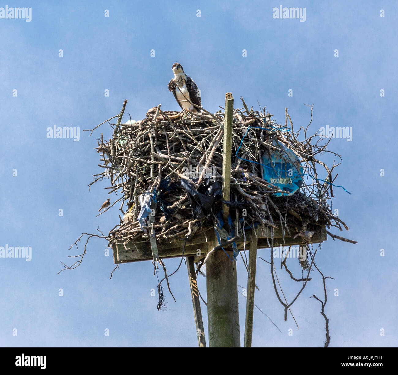 Un grande nido fatto di bastoni una sommità di un palo in Amagansett ny Foto Stock