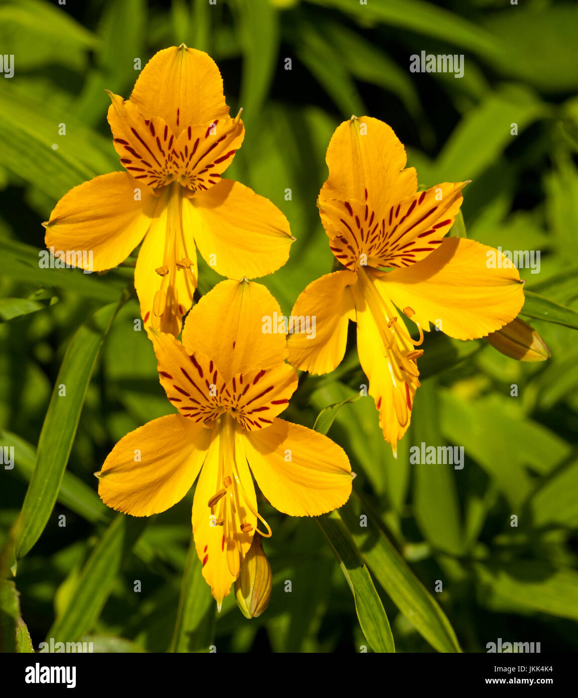 Gruppo di vivace profondo giallo oro fiori di Alstroemeria peruviana / Princess lily, contro lo sfondo di colore verde brillante foglie Foto Stock