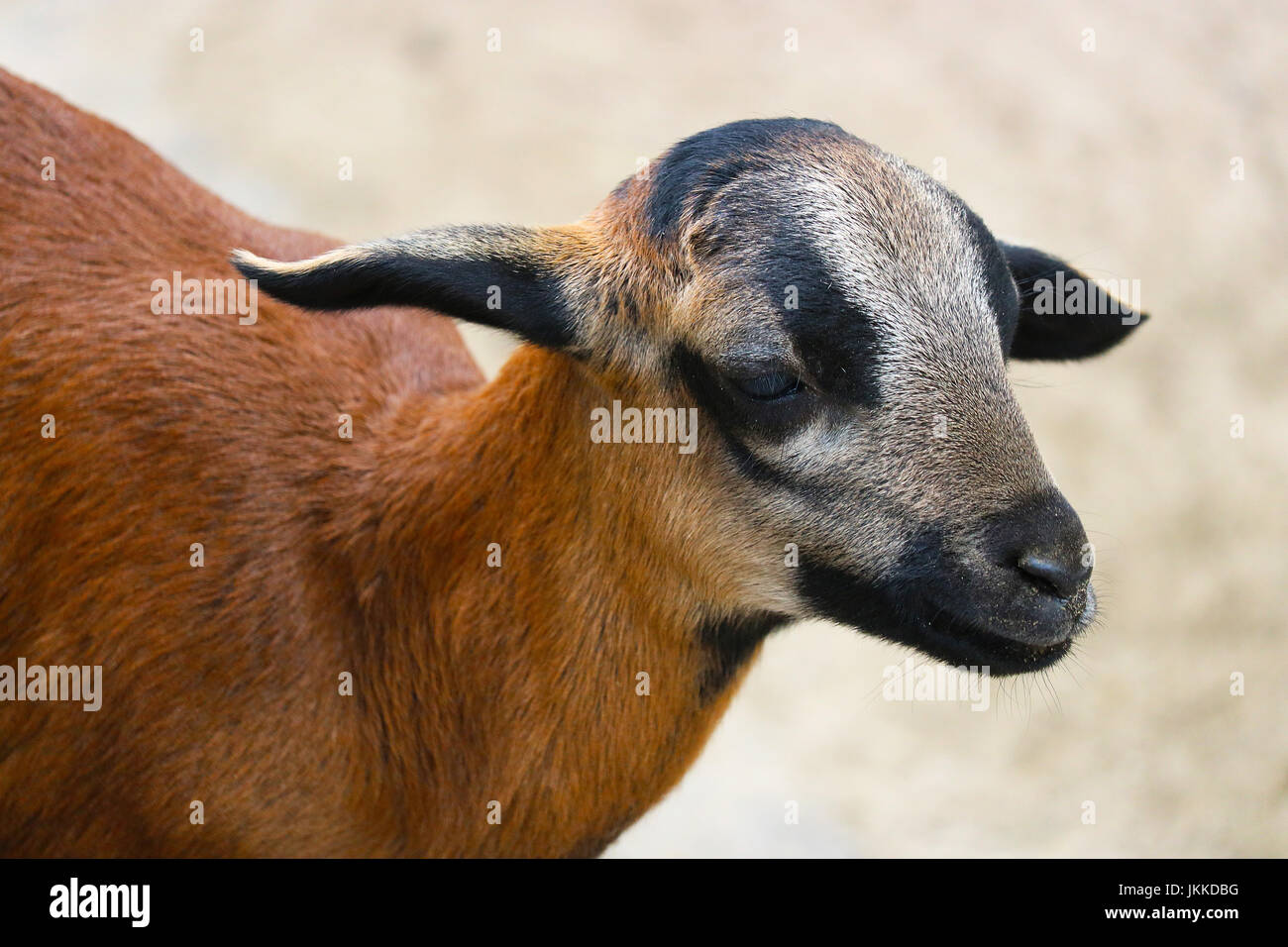 Poco capretti Camerun pecore belati Foto Stock