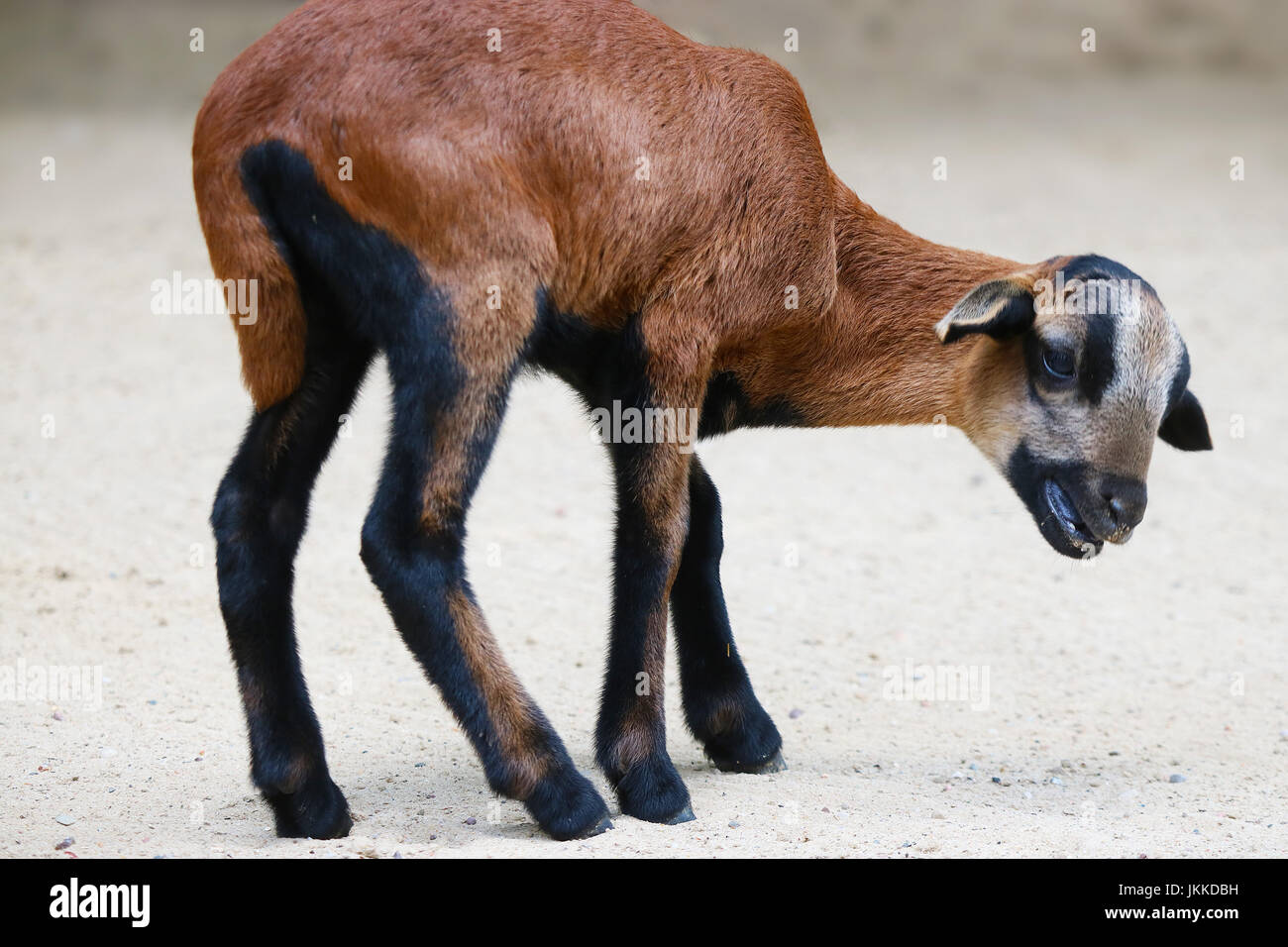 Poco capretti Camerun pecore belati Foto Stock