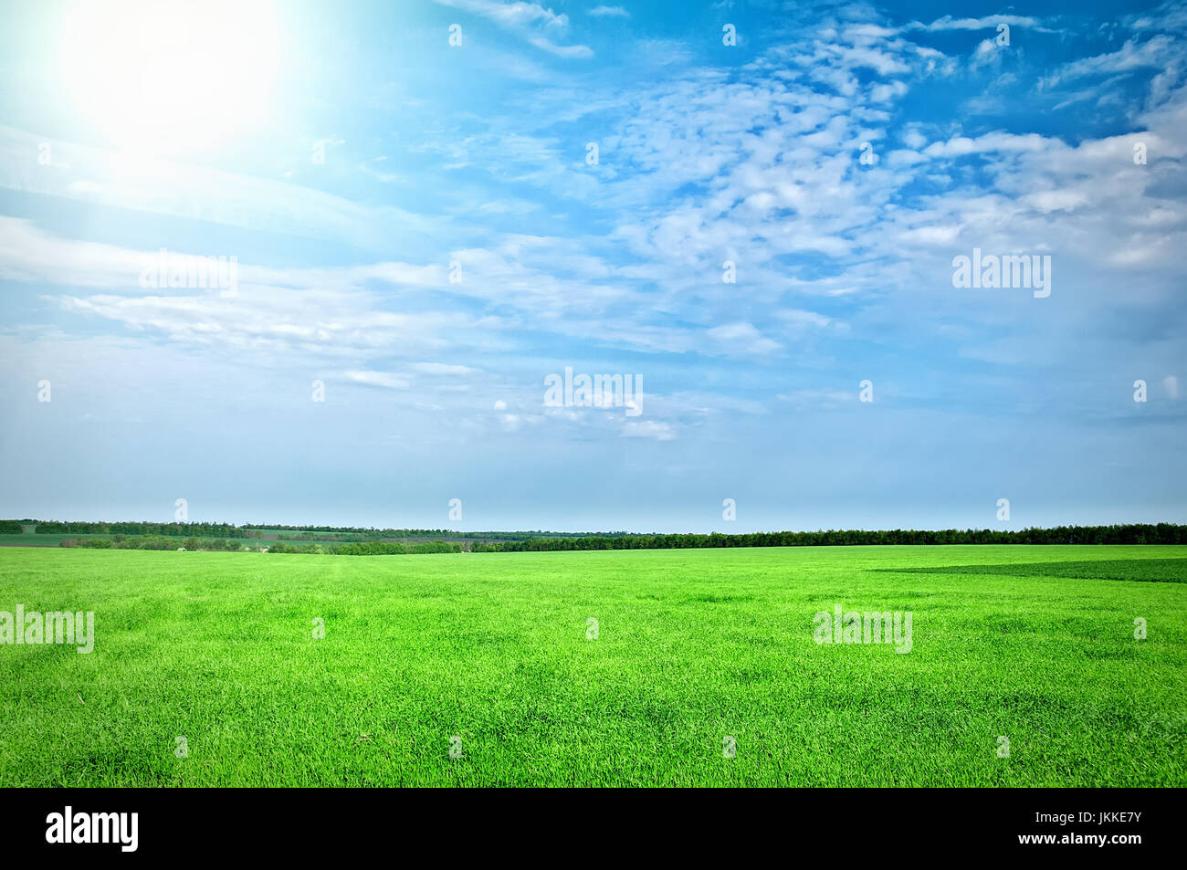 Erba verde sotto il cielo blu Foto Stock