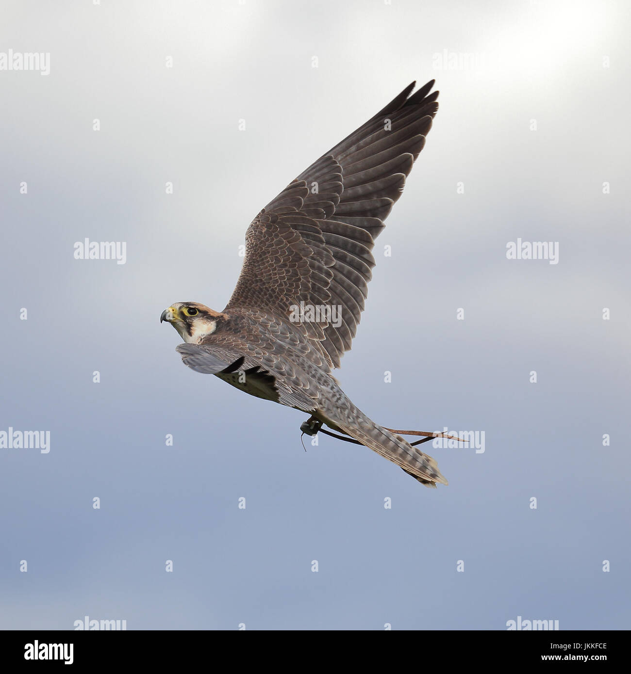 Lanner falco in volo Foto Stock