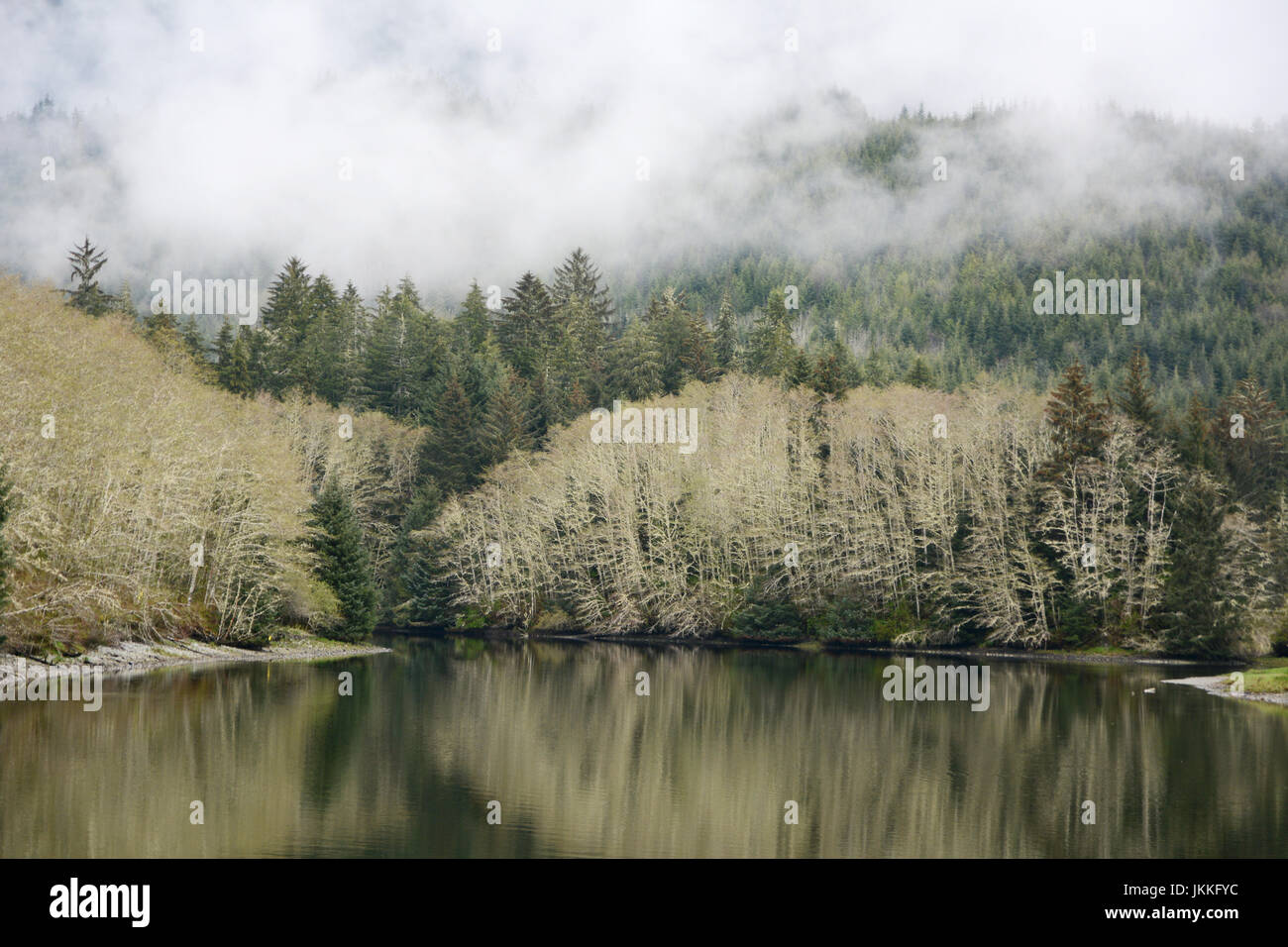 Misty rainforest presso il fiume San Juan e di estuario, vicino al West Coast Trail, in Port Renfrew,l'isola di Vancouver, British Columbia, Canada. Foto Stock