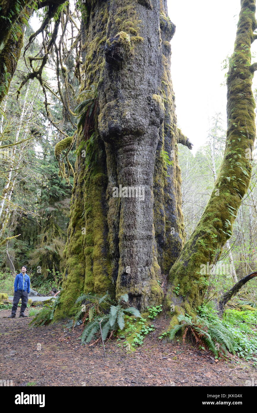 Un ambientalista canadese in piedi sotto il San Juan Abete rosso, un gigante, crescita vecchio Sitka Spruce tree vicino a Port Renfrew, British Columbia, Canada. Foto Stock