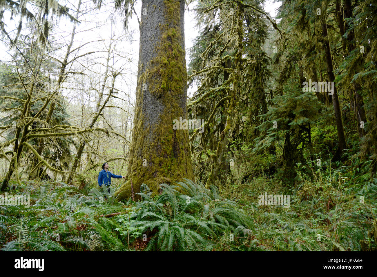 Un ambientalista canadese in piedi sotto un enorme crescita vecchio Sitka Spruce albero nella foresta pluviale vicino a Port Renfrew, British Columbia, Canada. Foto Stock