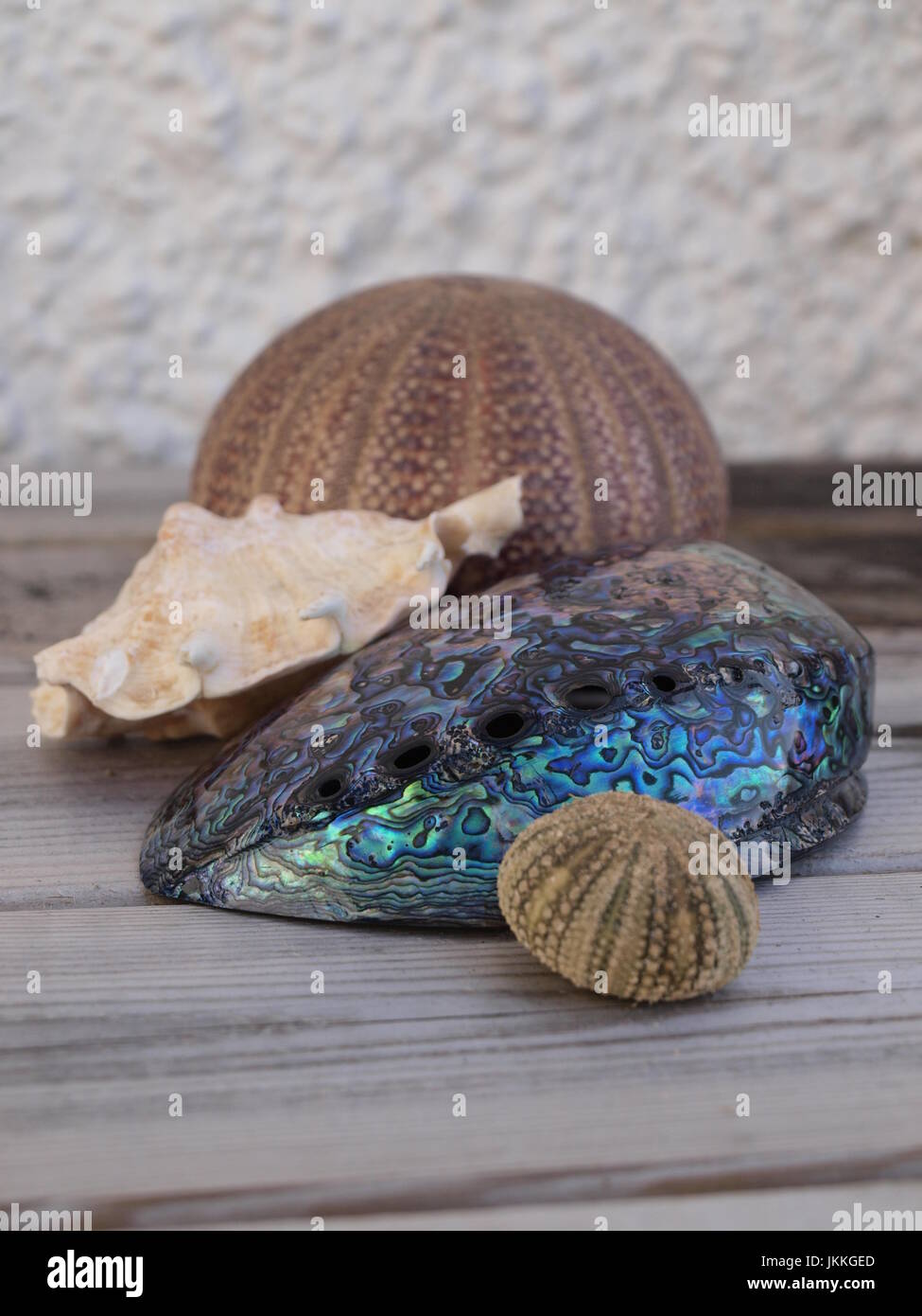 Conchiglie riccio di mare e guscio paura abalone Foto Stock