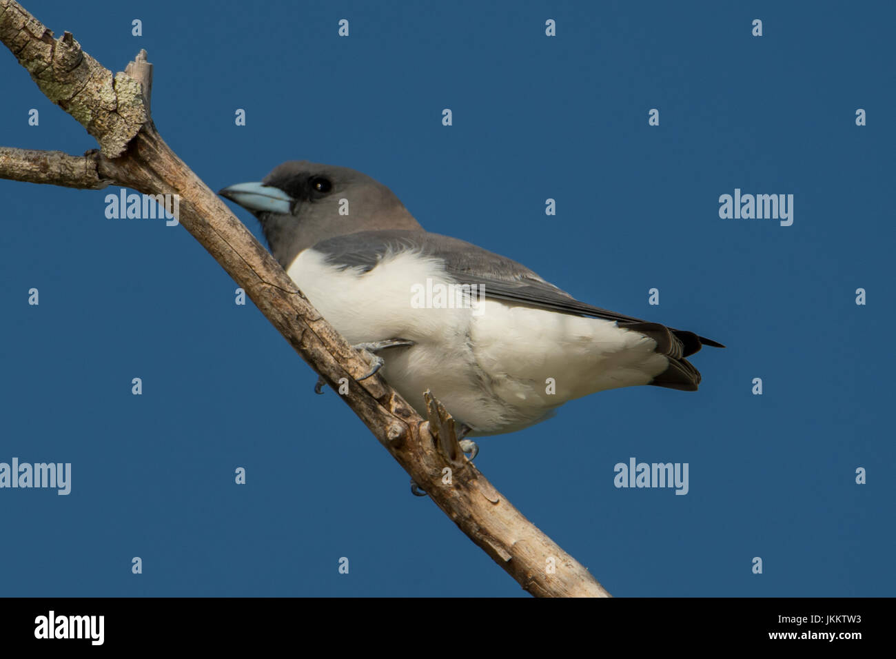 Bianco-breasted Woodswallow, Artamus leucorynchus sull isola verde, Queensland, Australia Foto Stock