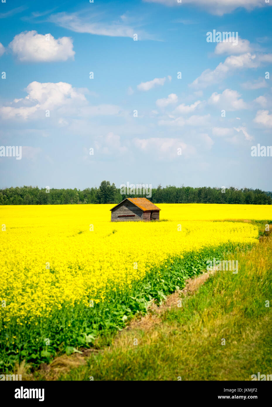 La brillante fiori gialli di canola field vicino a Beaumont, Alberta, Canada. Foto Stock