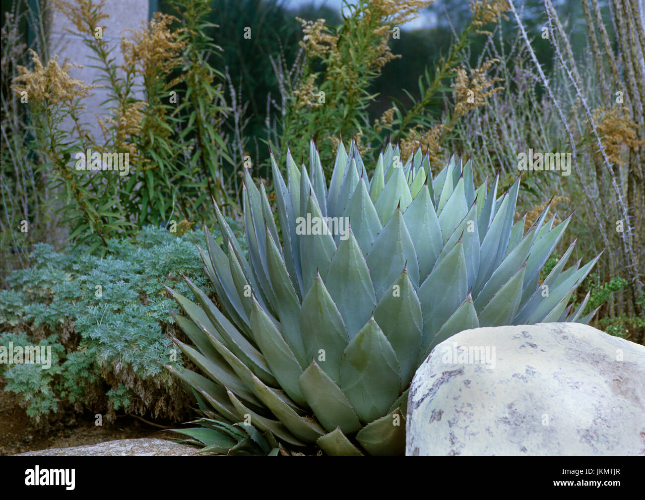 Agave in giardino Foto Stock