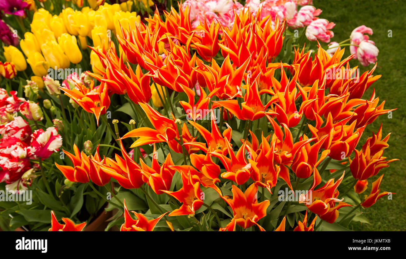 Spettacolare esibizione di massa tulipani piantati con insoliti e spettacolari fioriture, doppia rosa striato con bianco, giallo, arancio tingono con oro Foto Stock