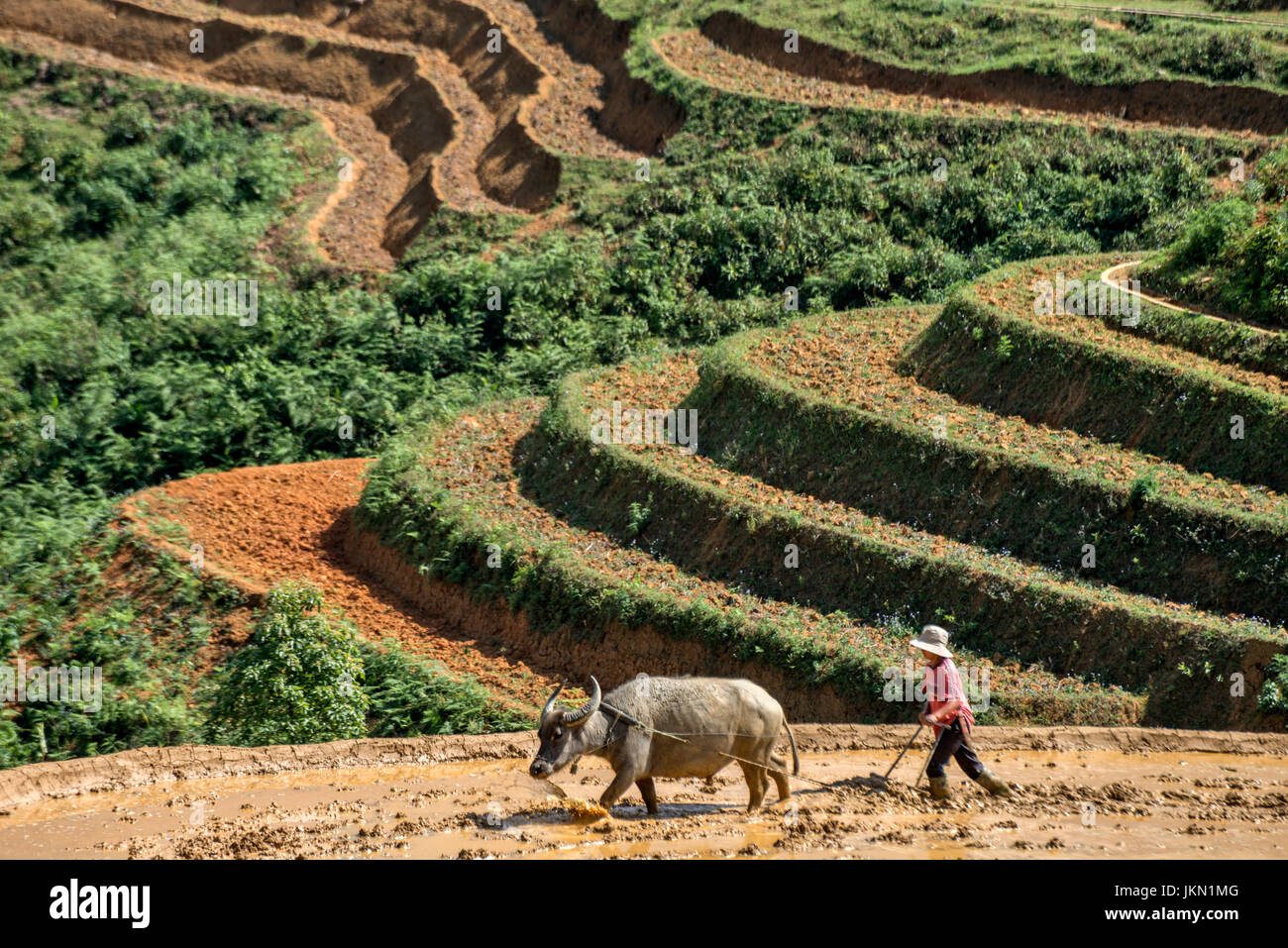 Le persone che lavorano nella rica risaie vicino a Sapa Vietnam del nord Foto Stock